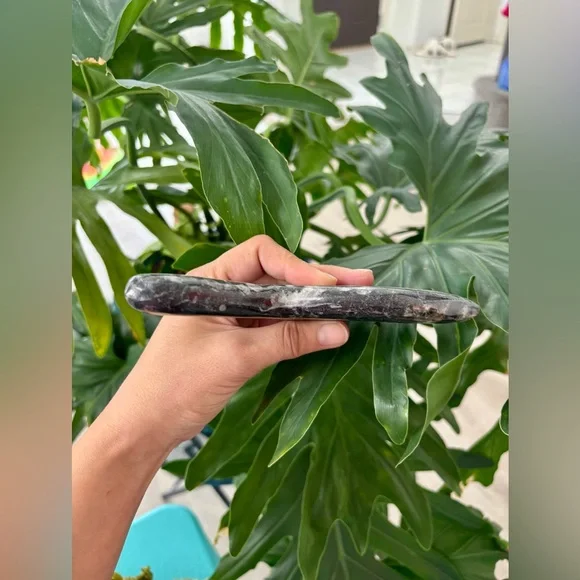 Orthoceras dinosaur - Picture 3 of 5